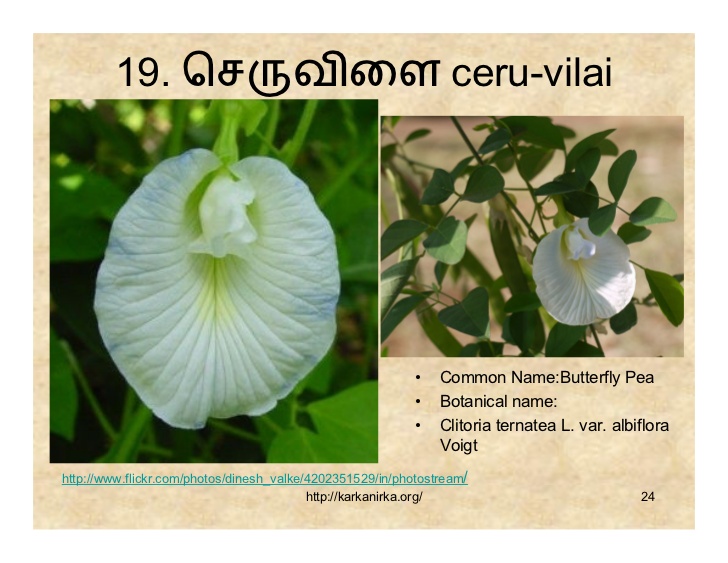 99 Flowers Name In Tamil With Picture | Best Flower Site